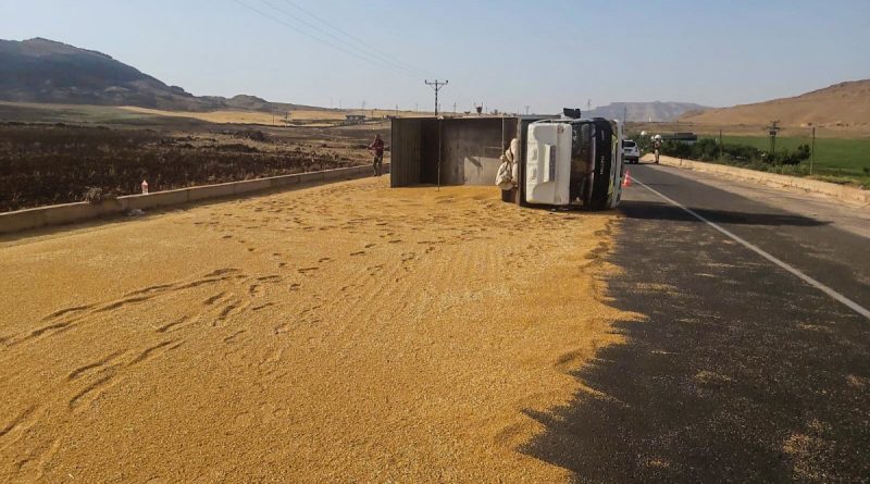 Mardin'de kamyon devrildi, tonlarca buğday yola döküldü