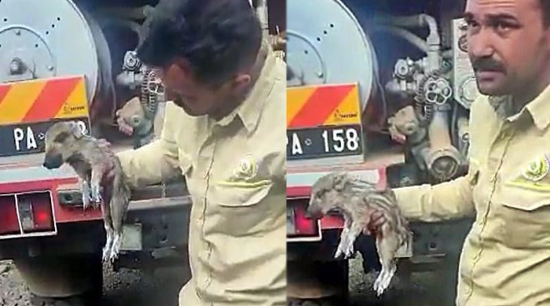 Marmaris'te ayakları yanan domuz yavrusuna ilk müdahaleyi orman ekipleri yaptı