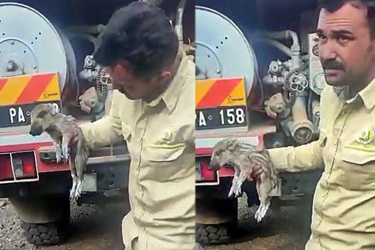 Marmaris'te ayakları yanan domuz yavrusuna ilk müdahaleyi orman ekipleri yaptı