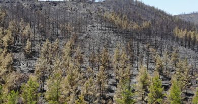 Marmaris’te söndürülen alanlar havadan görüntülendi