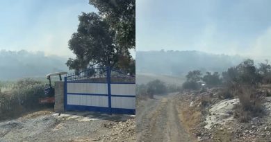 Milas’ta 50 dönüm zeytinlik alan yangında zarar gördü