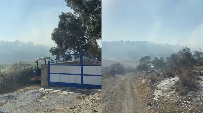 Milas’ta 50 dönüm zeytinlik alan yangında zarar gördü