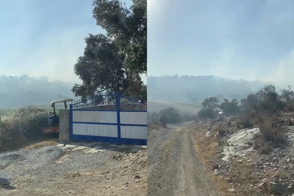 Milas’ta 50 dönüm zeytinlik alan yangında zarar gördü