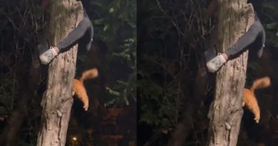 Nişantaşı’nda ağaçta mahsur kalan kediyi genç adam böyle kurtardı