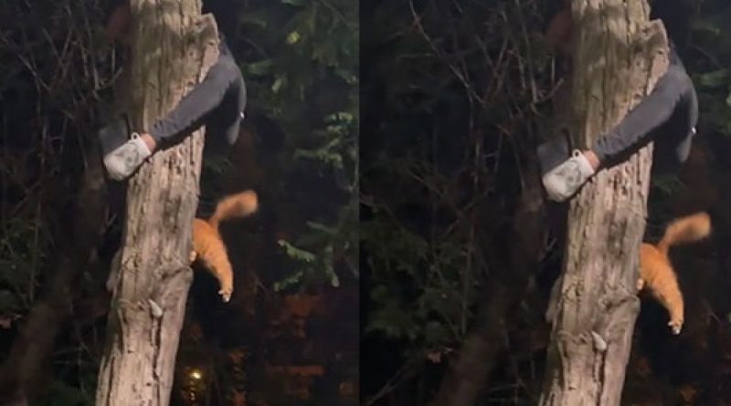 Nişantaşı’nda ağaçta mahsur kalan kediyi genç adam böyle kurtardı