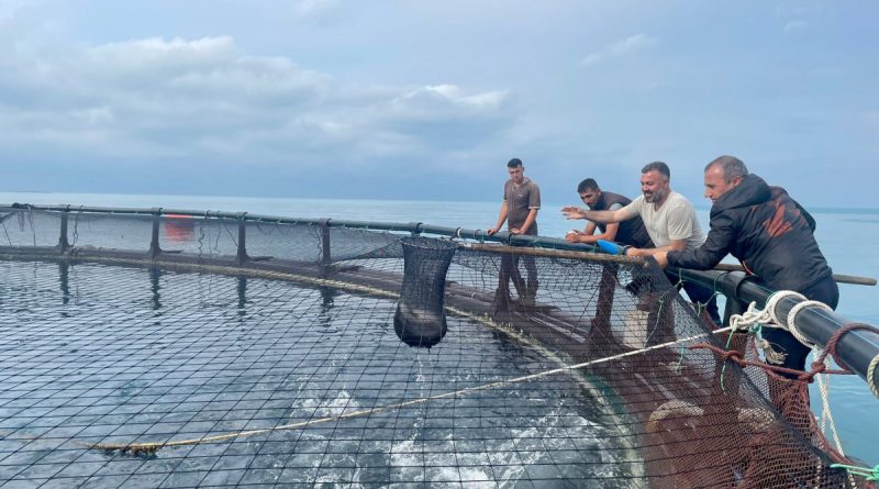 Ordu'dan Rusya’ya ve Japonya’ya Türk somonu