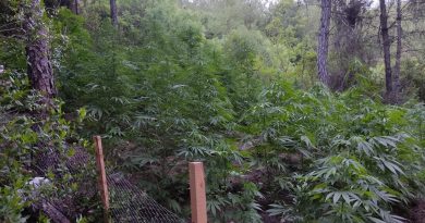 Ormanlık alana ekilen kenevirlere bakım yaparken suçüstü yakandılar