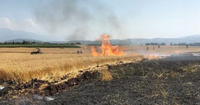 Osmaniye’de 10 dönüm buğday tarlası yandı