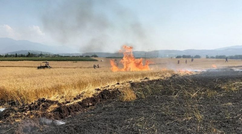 Osmaniye’de 10 dönüm buğday tarlası yandı