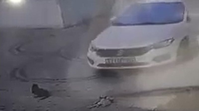 Otomobilini kedilerin üzerine sürüp, birini telef etti