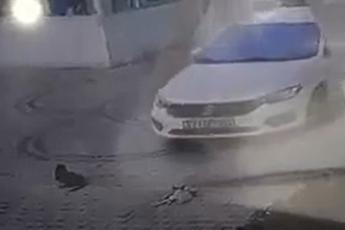 Vicdansızlığın böylesi...Otomobilini kedilerin üzerine sürdü, birini öldürdü