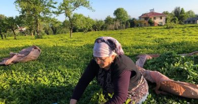 Özel sektör çay alımında ÇAYKUR'u solladı