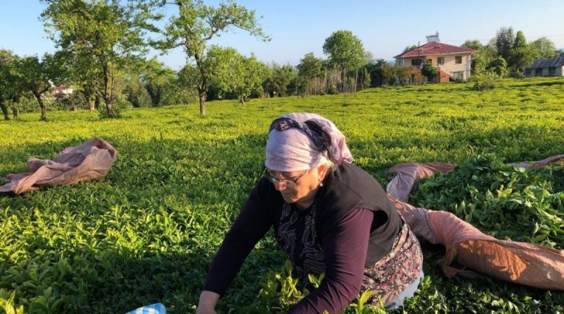 Özel sektör çay alımında ÇAYKUR'u solladı