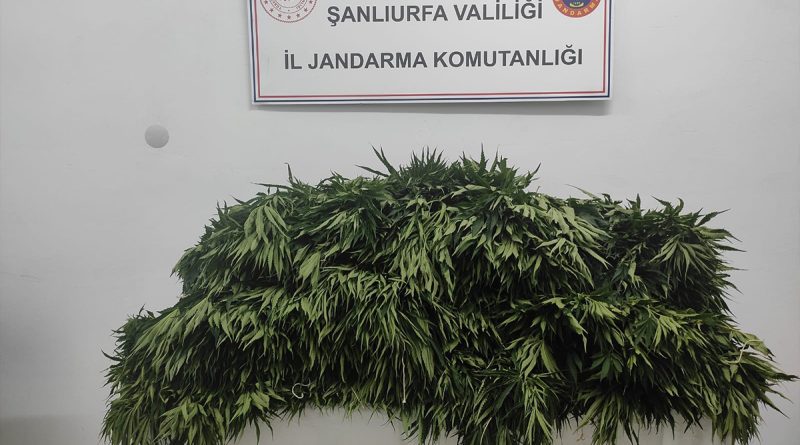 Pamuk tarlasında uyuşturucu operasyonu