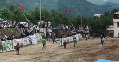 Rakibinden kaçan boğa seyircilerin bulunduğu tribüne daldı