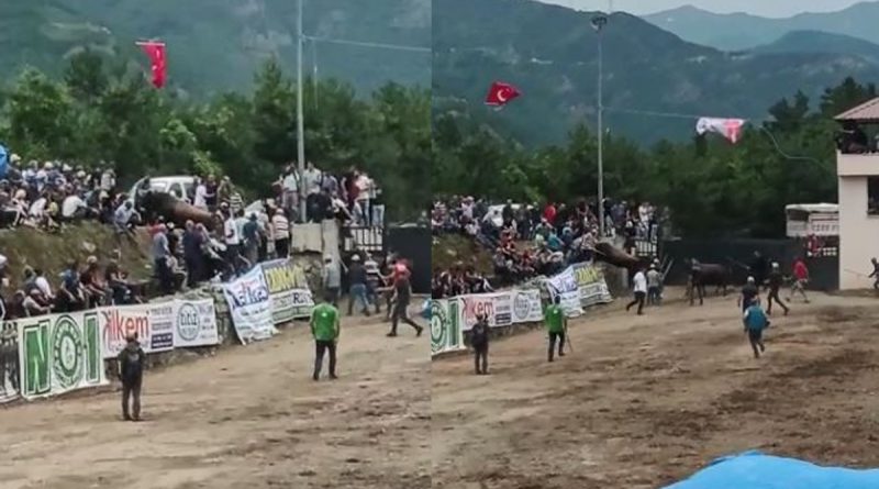 Rakibinden kaçan boğa seyircilerin bulunduğu tribüne daldı