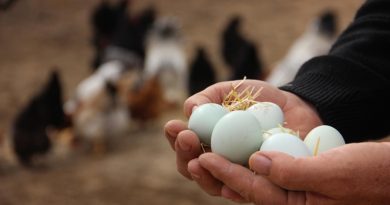Rekabet Kurulu yumurta üreticileri ve yumurta birliklerini merceğe aldı
