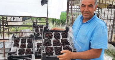 Sadece 5 dekardan 25 günde 300 bin lira kazanıyor