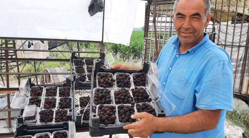 Sadece 5 dekardan 25 günde 300 bin lira kazanıyor