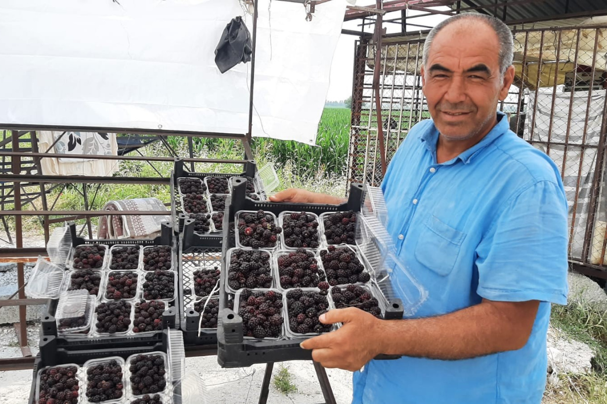 Sadece 5 dekardan 25 günde 300 bin lira kazanıyor