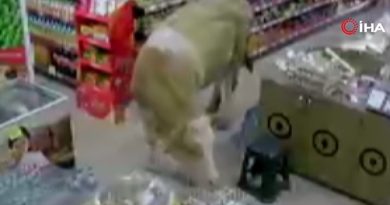 Sahibinin elinden kurtulan kurbanlık inekler markete girdi