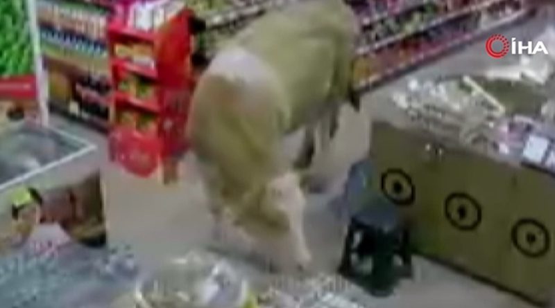 Sahibinin elinden kurtulan kurbanlık inekler markete girdi