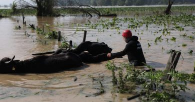 Selde mahsur kalan hayvanlar kurtarıldı