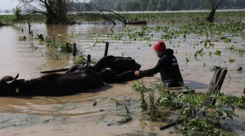 Selde mahsur kalan hayvanlar kurtarıldı