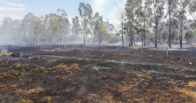 Seydikemer'de okaliptüs ağaçları yandı