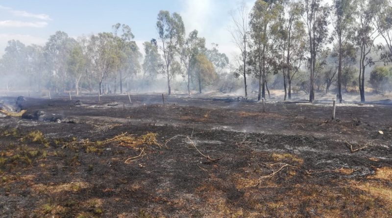 Seydikemer'de okaliptüs ağaçları yandı