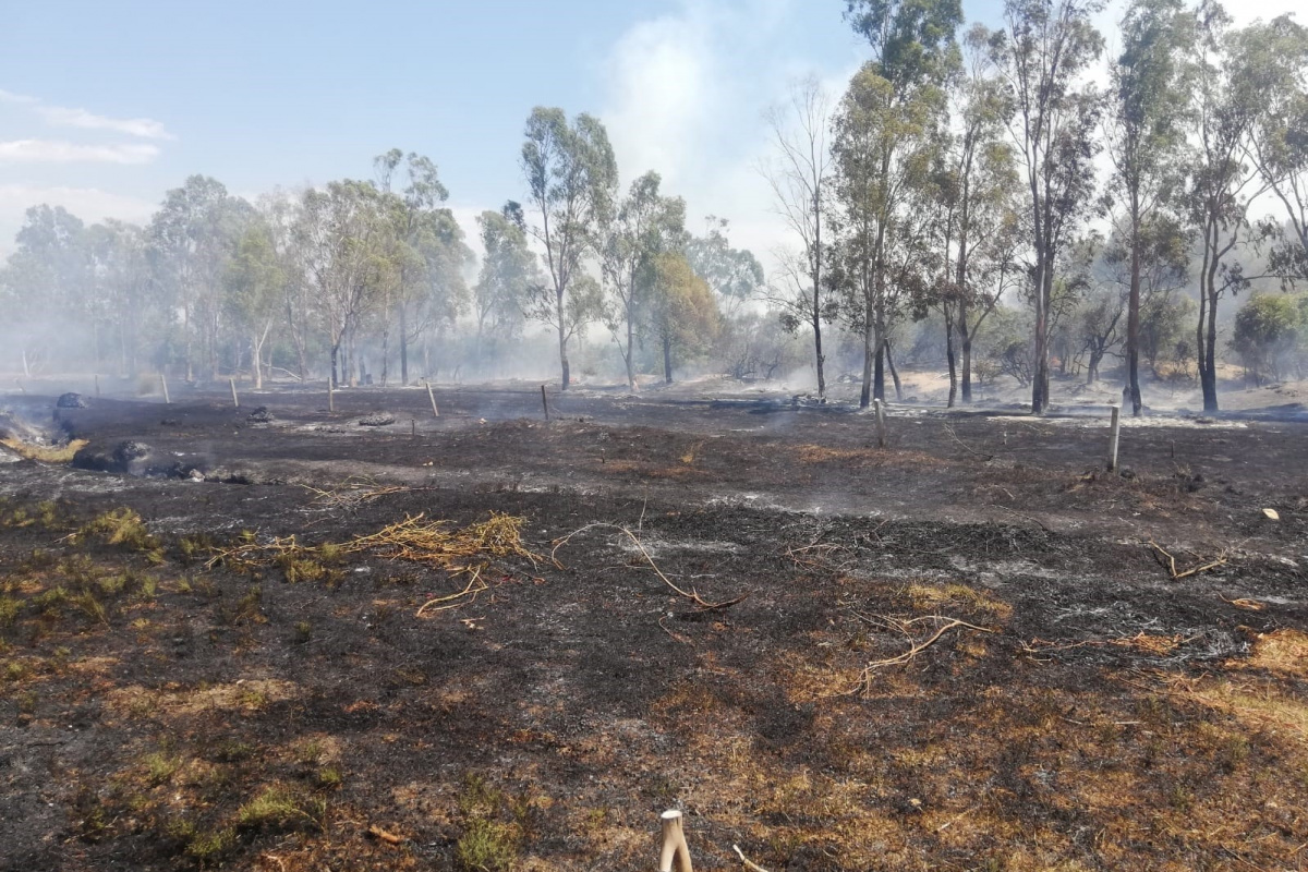Seydikemer'de okaliptüs ağaçları yandı