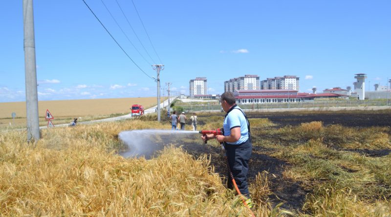 Sigara izmariti 50 dönüm buğdayı 10 dakikada küle çevirdi