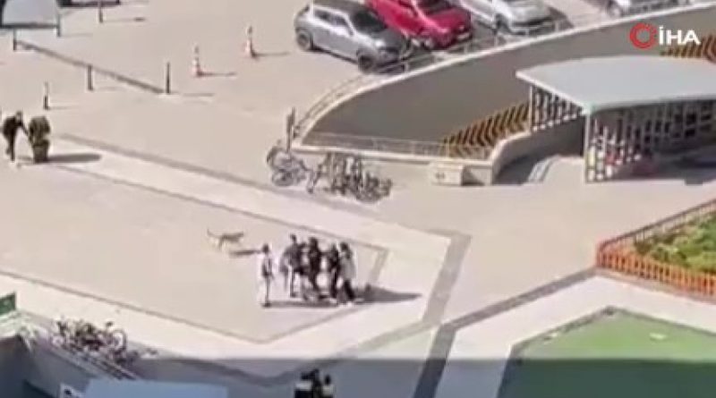 Site içindeki sokak köpeklerine saldırıp, köpekleri korumaya çalışan kadını darp etti