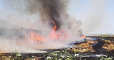 Söke'de buğday tarlasında yangın
