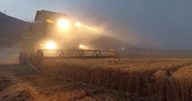 Söke Ovası’nda buğday bereketi