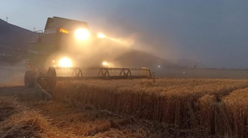 Söke Ovası’nda buğday bereketi