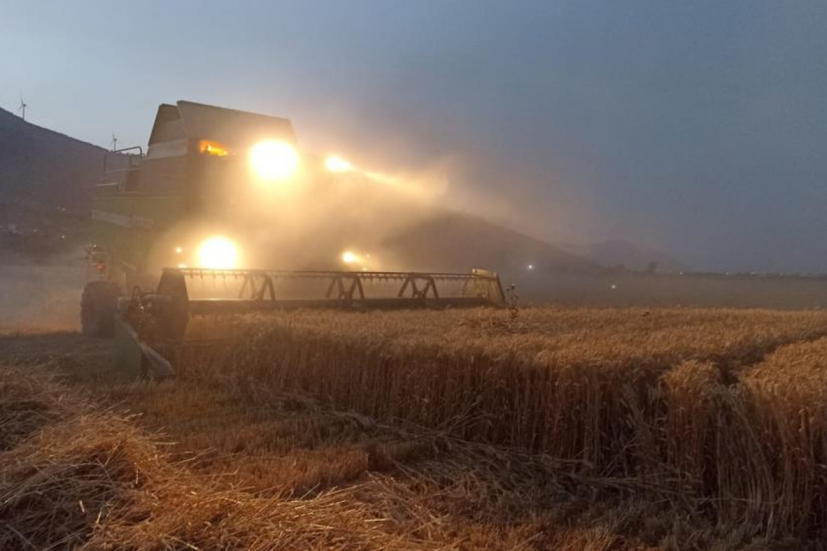 Söke Ovası’nda buğday bereketi