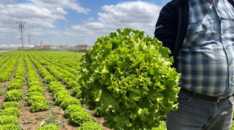 Tarladan 1,5 liraya çıkan marul markette 7-8 lira