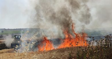 Tekirdağ’da 300 dönüm buğday tarlası alev alev yandı
