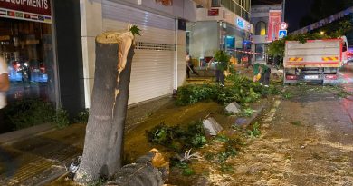 TIR'ın çarptığı ağaç ortadan ikiye ayrıldı