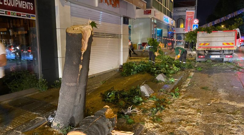 TIR'ın çarptığı ağaç ortadan ikiye ayrıldı