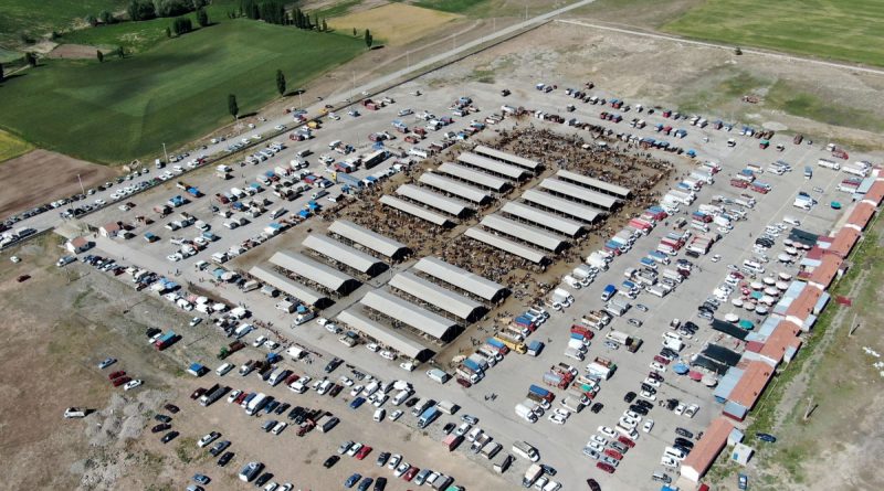 Türkiye’nin en büyük canlı hayvan pazarında kurban telaşı
