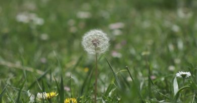 Uzmanlardan polen uyarısı