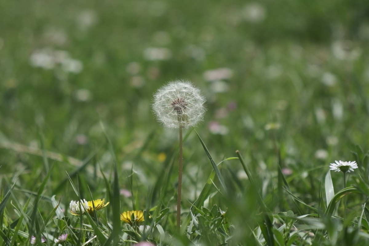 Uzmanlardan polen uyarısı