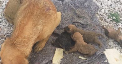 Yağmur suyu kanalında mahsur kalan köpek ve 6 yavrusu kurtarıldı