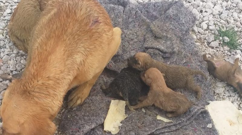 Yağmur suyu kanalında mahsur kalan köpek ve 6 yavrusu kurtarıldı