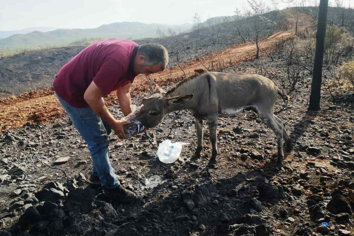 Yanan ormandan 4 gün sonra sağ kurtuldu