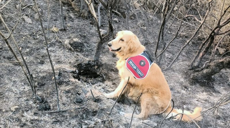 Yangının çıktığı noktayı ‘Kadro’ tespit etti