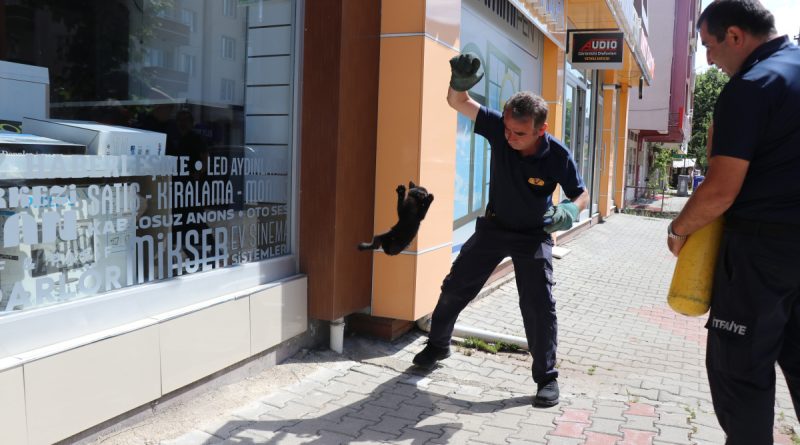 Yaramaz yavru kedi ekipleri çok uğraştırdı