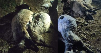 Yıldırım düştü çoban yaralandı, 63 koyun telef oldu